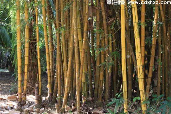 黄金间碧竹图片