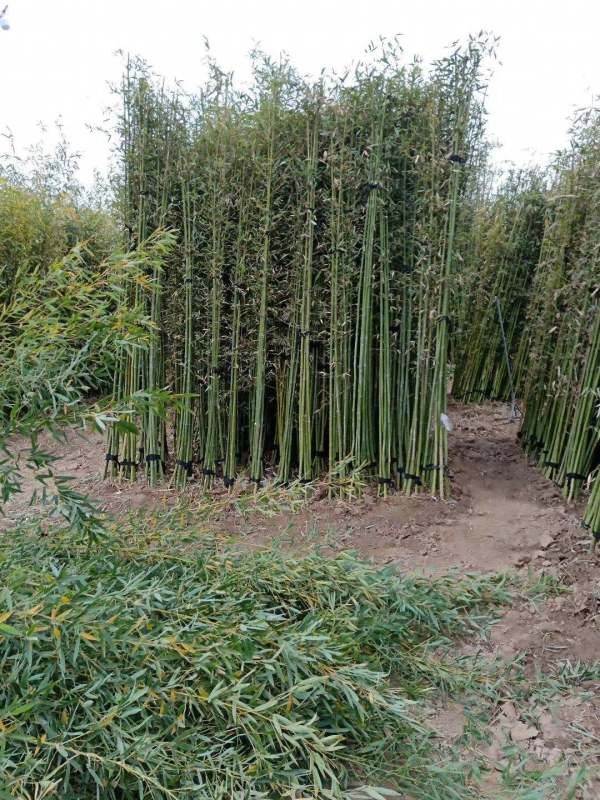 金镶玉竹图片 金镶玉竹图片