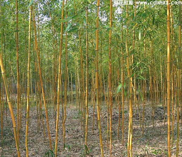 金镶玉竹图片 金镶玉竹图片