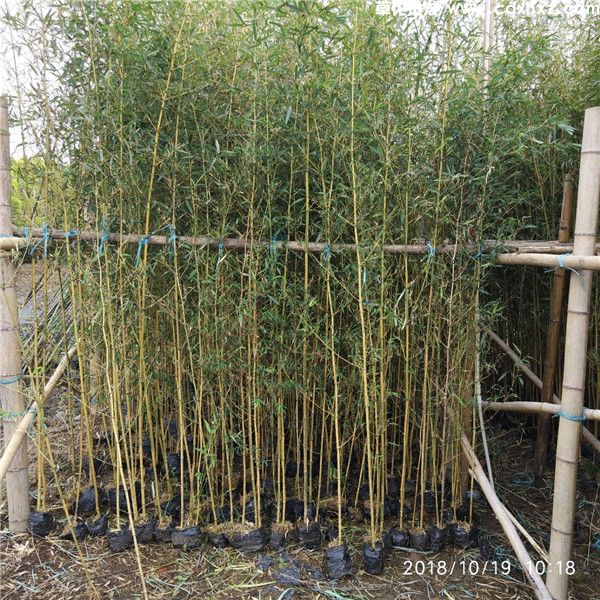 金镶玉竹图片 金镶玉竹图片