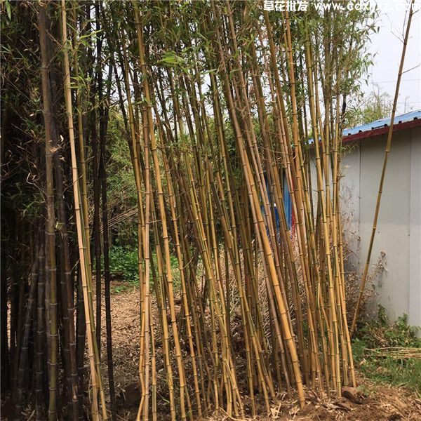 金镶玉竹图片 金镶玉竹图片