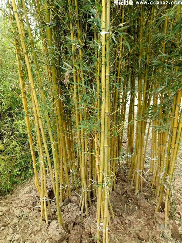 金镶玉竹图片 金镶玉竹图片