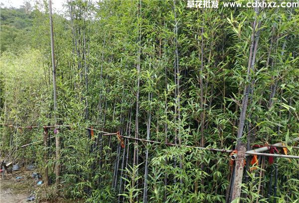 紫竹图片 紫竹图片