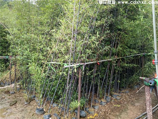 紫竹图片 紫竹图片