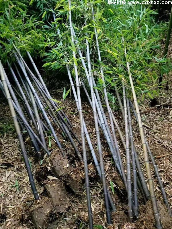 紫竹图片 紫竹图片