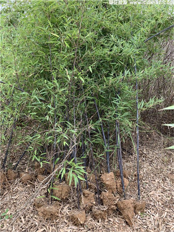 紫竹图片 紫竹图片