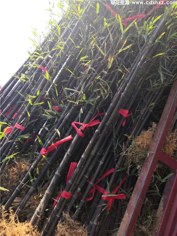 紫竹图片 紫竹图片