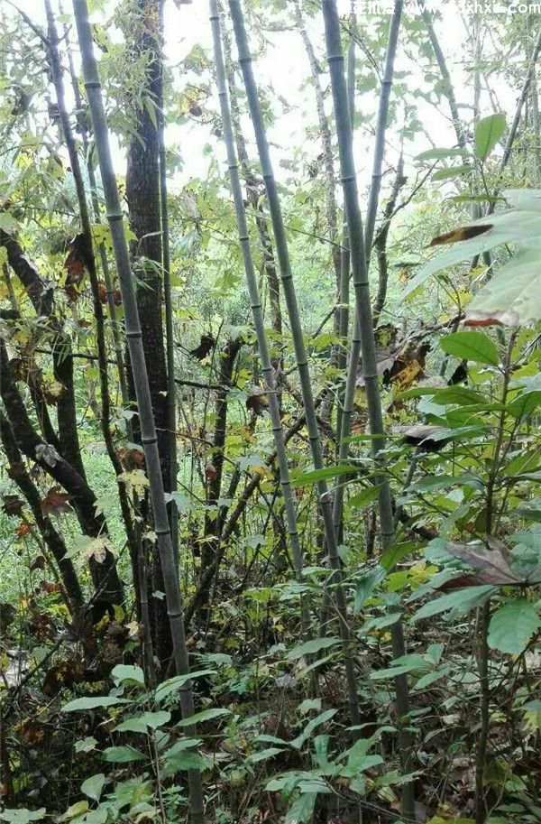 斑竹(图5)