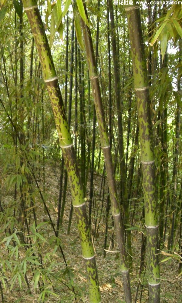 斑竹(图2)