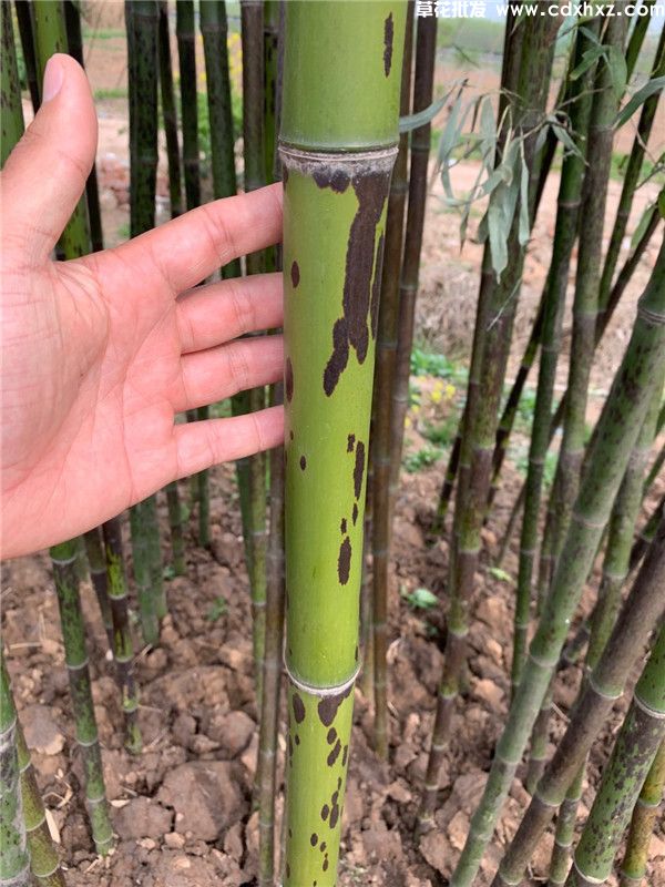 斑竹(图4)