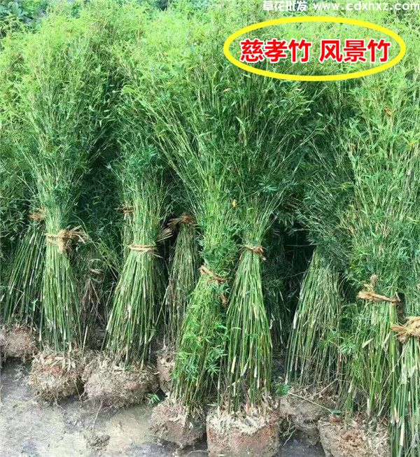 慈孝竹图片 慈孝竹图片