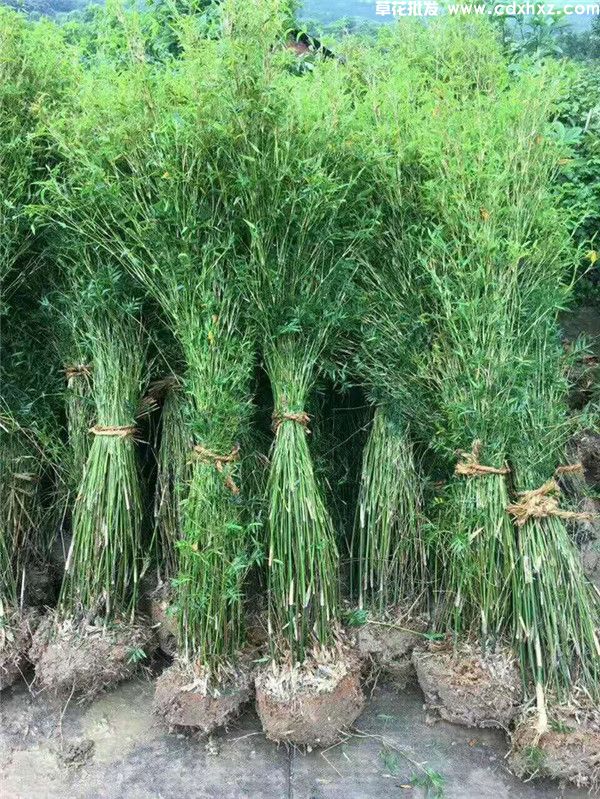 慈孝竹图片 慈孝竹图片