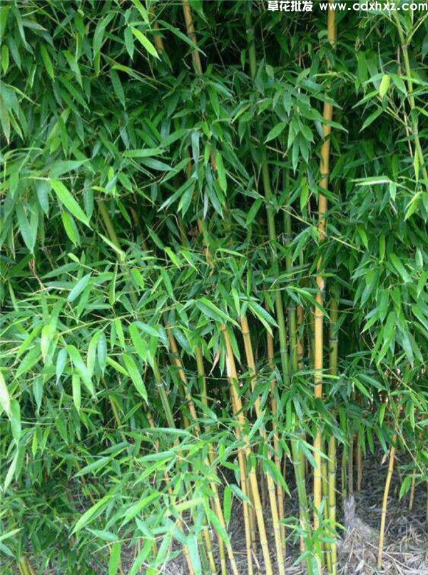 慈孝竹图片 慈孝竹图片