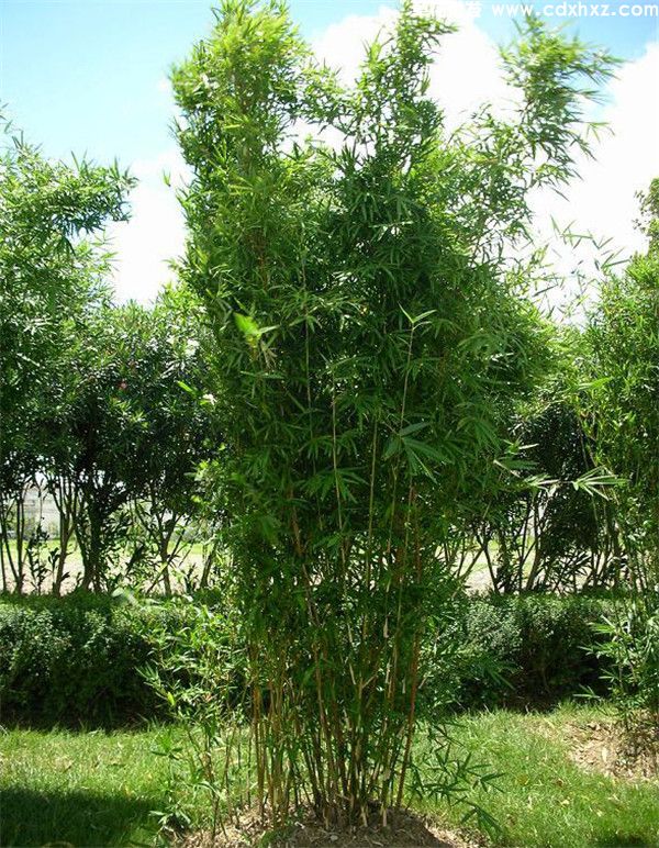 慈孝竹图片 慈孝竹图片