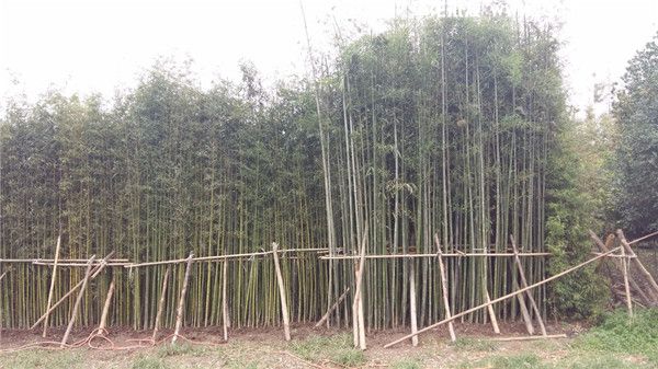 刚竹图片 刚竹图片