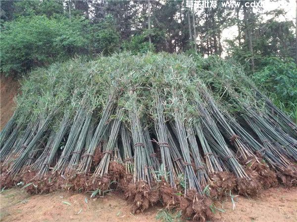 刚竹图片 刚竹图片