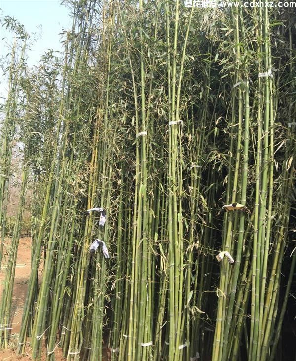 刚竹图片 刚竹图片