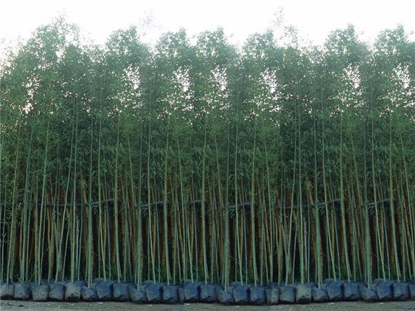 刚竹图片 刚竹图片