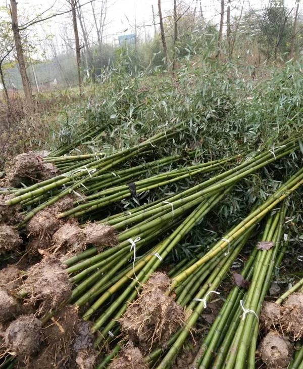 刚竹图片 刚竹图片