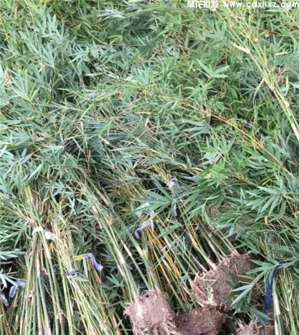 凤尾竹图片 凤尾竹图片