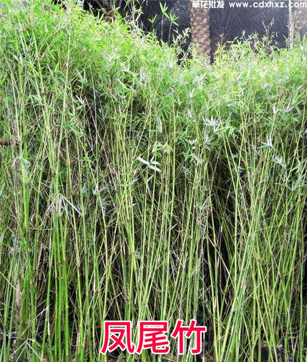 凤尾竹图片 凤尾竹图片