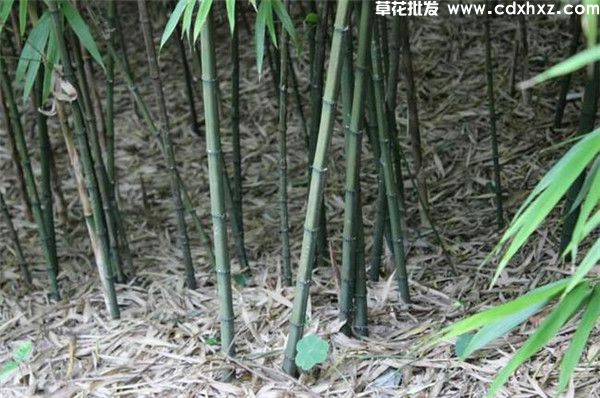 方竹基地实拍图片 方竹基地实拍图片