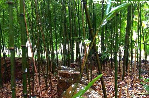 方竹基地实拍图片 方竹基地实拍图片