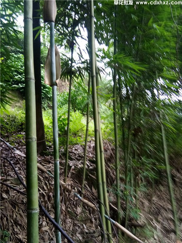 苦竹基地实拍图片 苦竹基地实拍图片