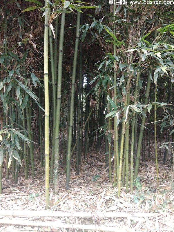 苦竹基地实拍图片 苦竹基地实拍图片