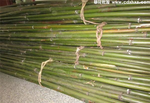 苦竹基地实拍图片 苦竹基地实拍图片