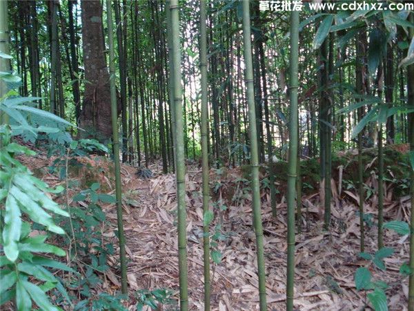 苦竹基地实拍图片 苦竹基地实拍图片