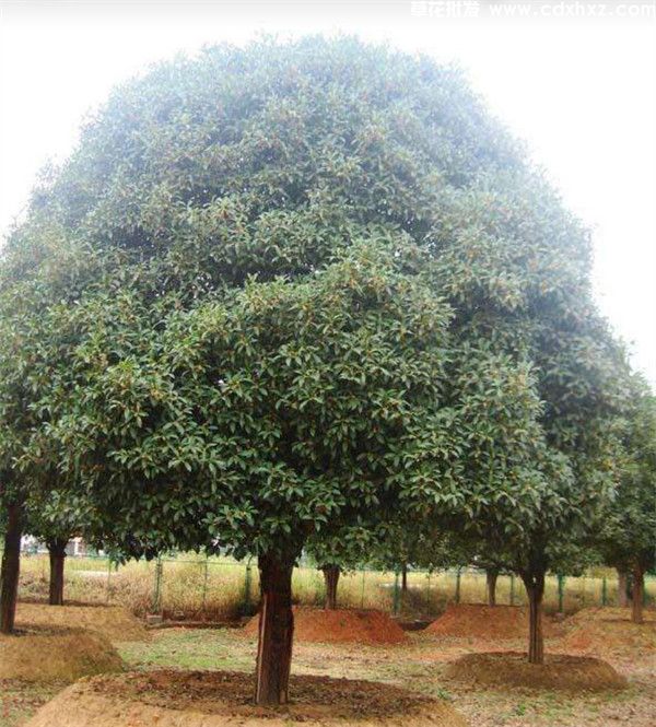 八月桂基地实拍图片 八月桂基地实拍图片