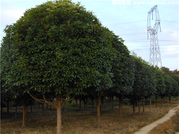 八月桂基地实拍图片 八月桂基地实拍图片