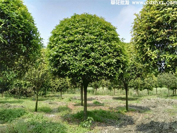 八月桂基地实拍图片 八月桂基地实拍图片