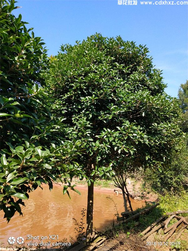 八月桂基地实拍图片 八月桂基地实拍图片