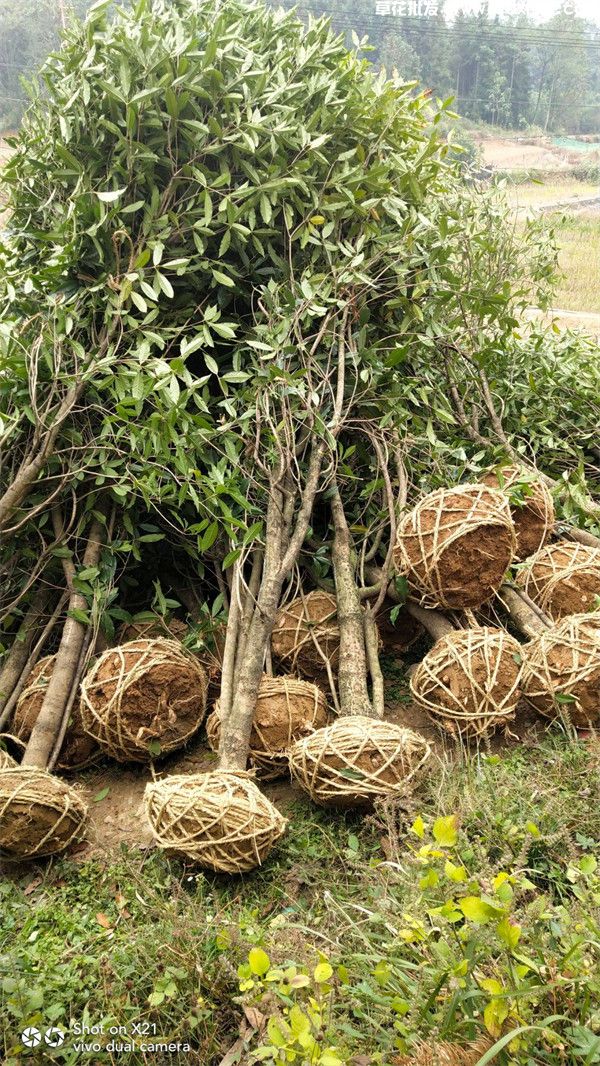 八月桂基地实拍图片 八月桂基地实拍图片