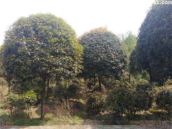 八月桂基地实拍图片 八月桂基地实拍图片