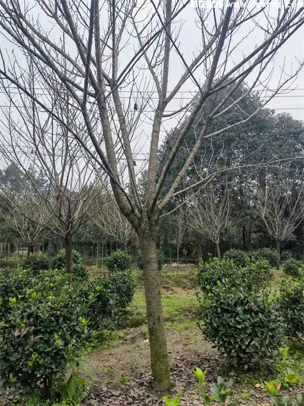 日本晚樱图片 日本晚樱图片