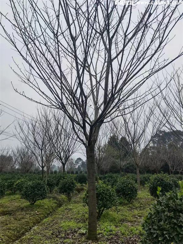 日本晚樱图片 日本晚樱图片