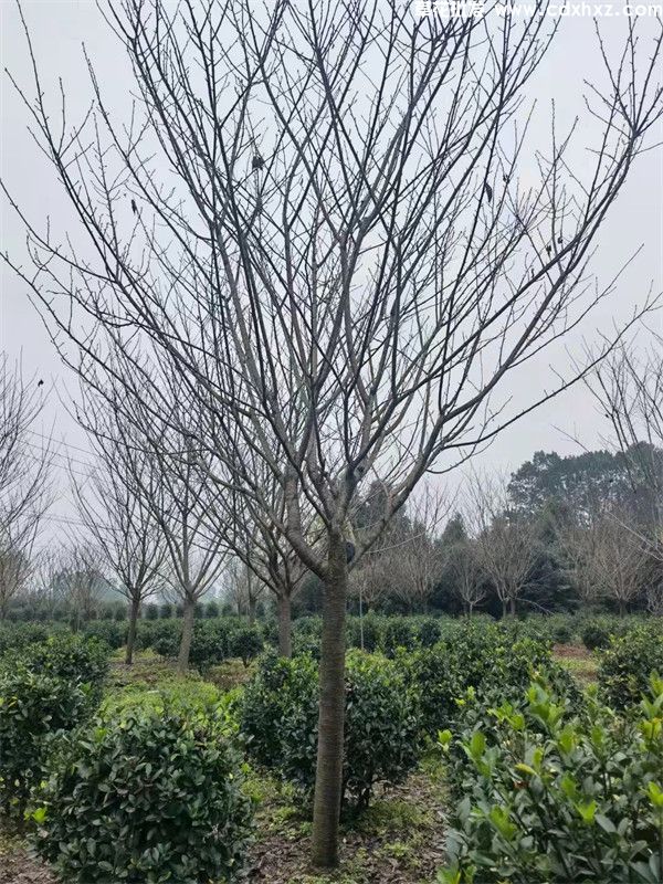 日本晚樱图片 日本晚樱图片