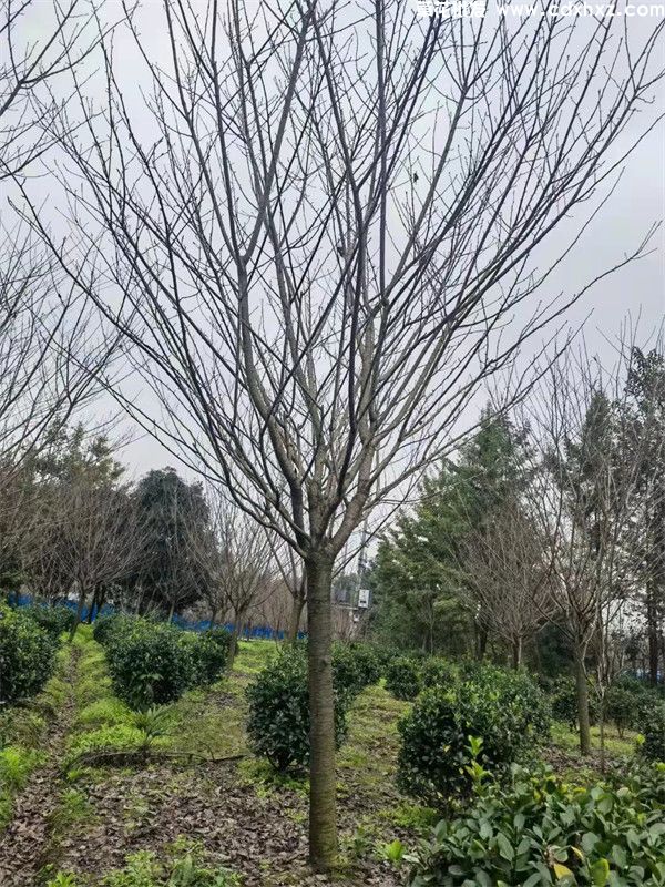 日本晚樱图片 日本晚樱图片