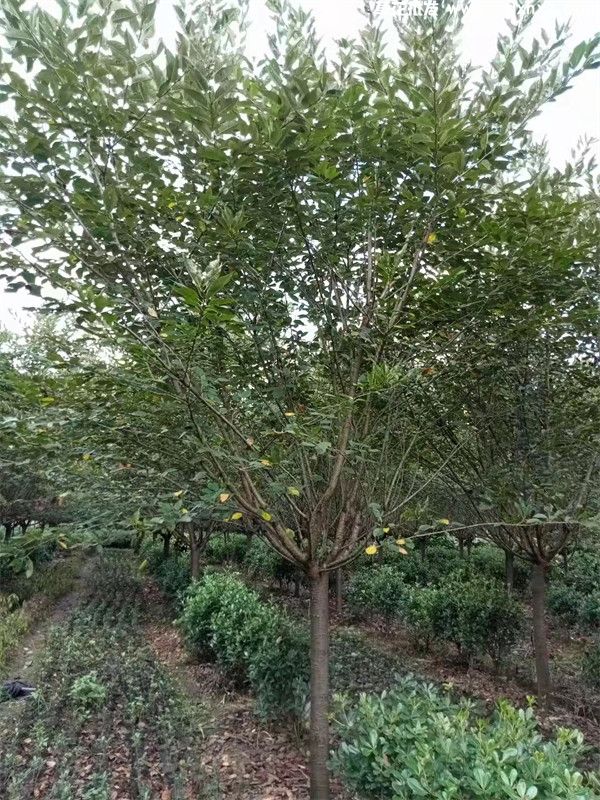 日本早樱图片 日本早樱图片