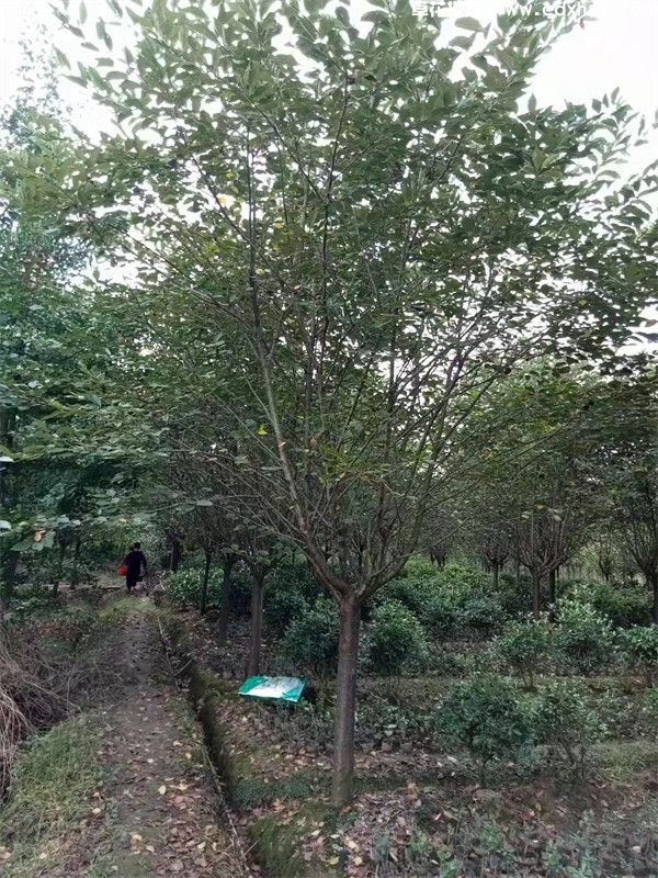 日本早樱图片 日本早樱图片