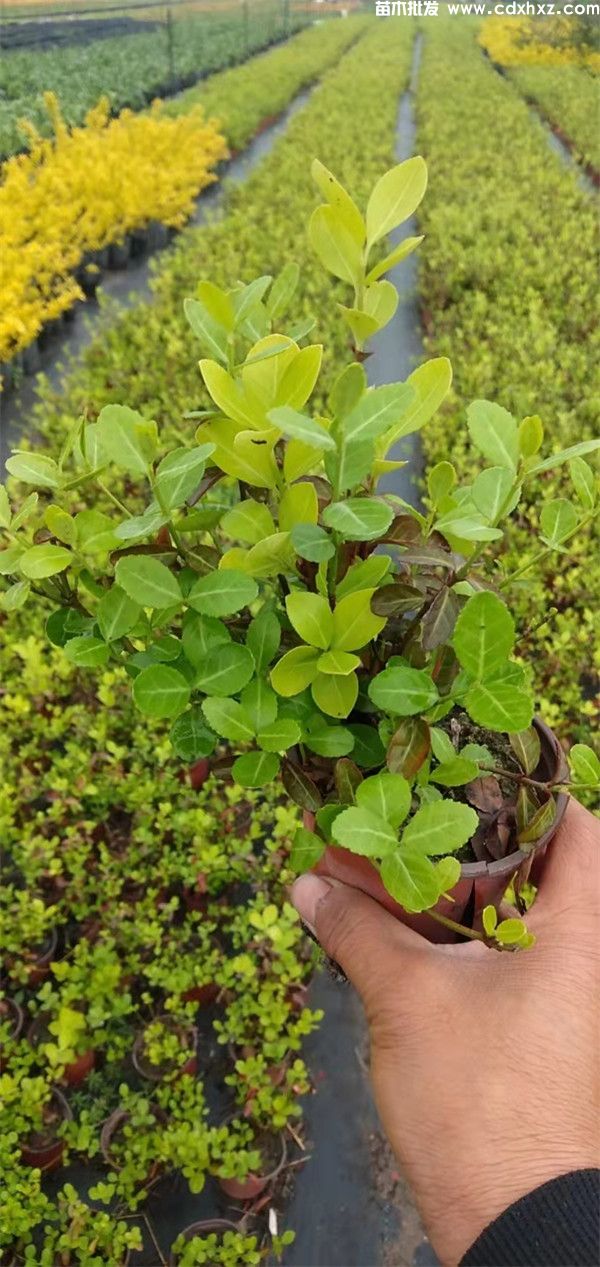 扶芳藤基地实拍图片