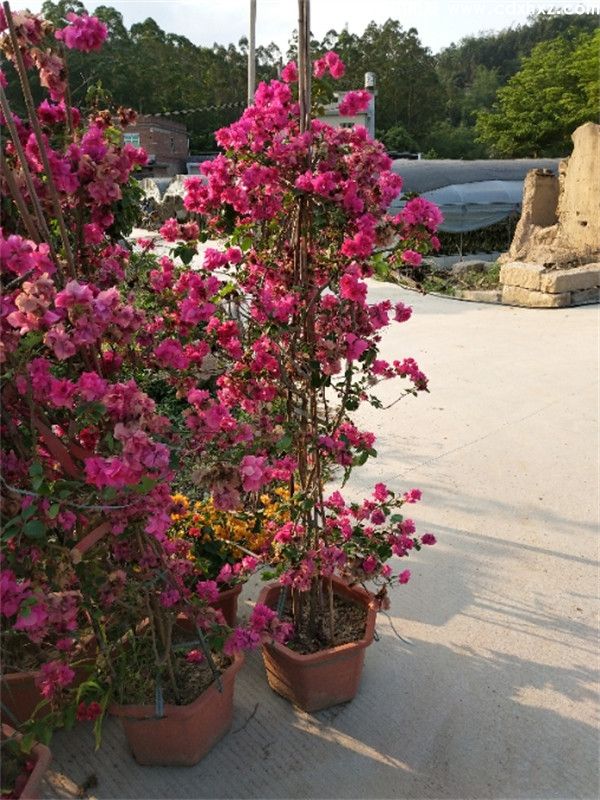藤本三角梅图片 藤本三角梅图片