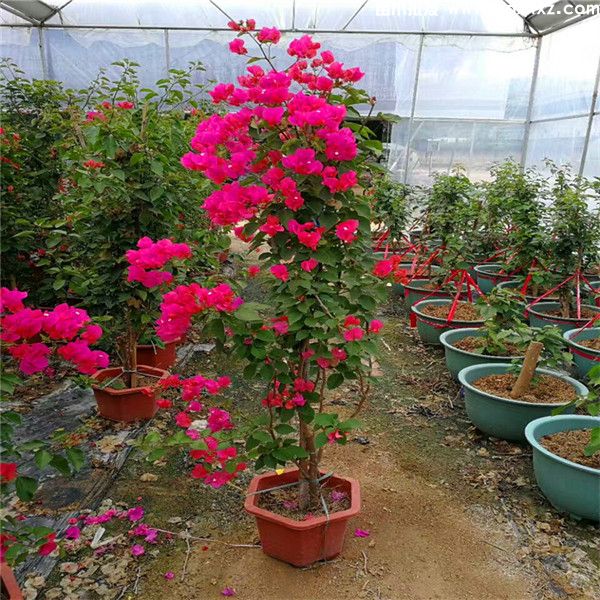 藤本三角梅图片 藤本三角梅图片