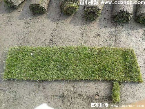 果岭草图片 果岭草图片