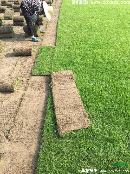 果岭草图片 果岭草图片