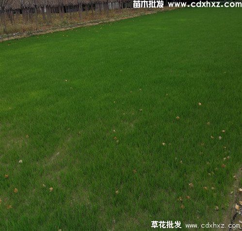 草坪枯死补救办法 草坪枯死补救办法