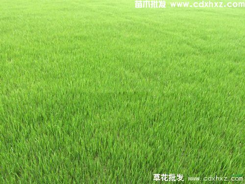 草坪枯死补救办法 草坪枯死补救办法